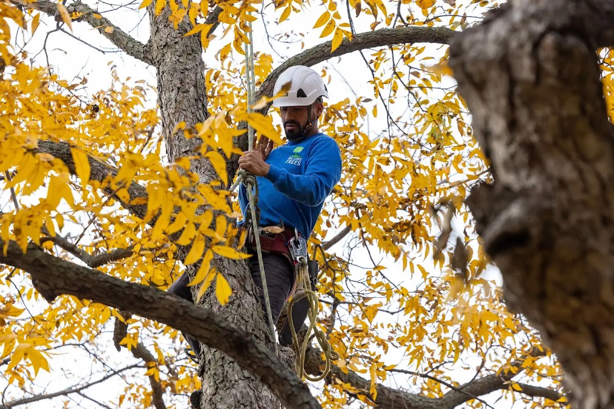 Skilled Tree Planing crew working in Roseland